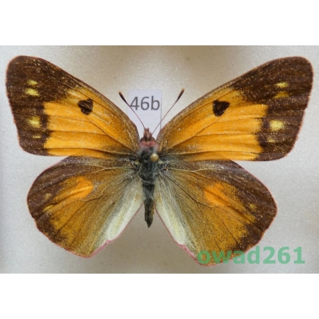 Colias fieldii Menetries, 1855 female China46b